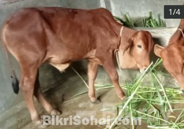 ৪টি উন্নত জাতের সাহিয়াল ক্রসের গরু একসাথে বিক্রয়